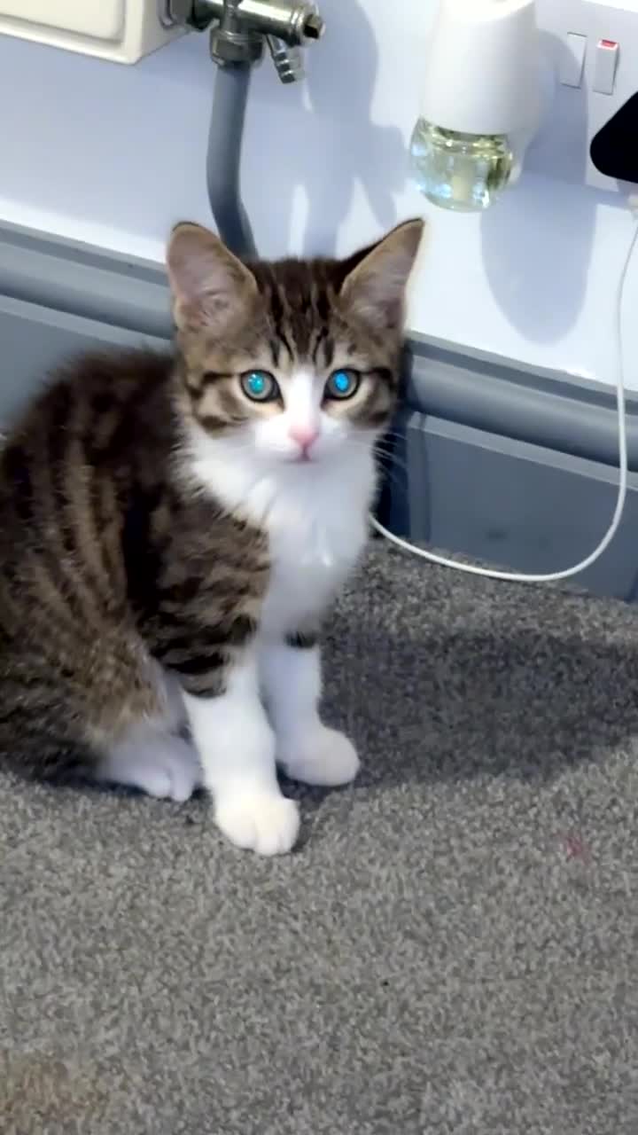 Mixed Breed cats for sale: kitten for sale  - Video 2
