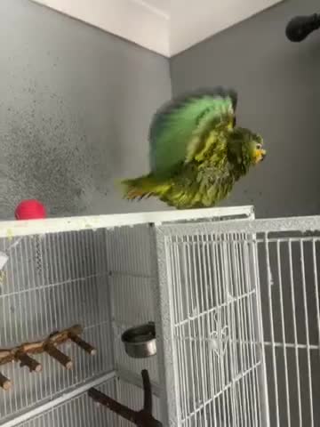 Parrots birds for sale: Amazon blue fronted parrot  - Video 1