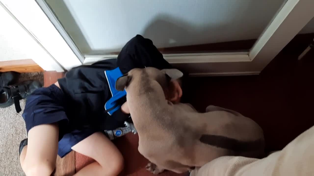 Thai Ridgeback dogs for stud: Thai Ridgeback Stud in Maidstone - Video 1