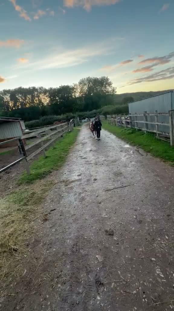 Welsh Section A horses for sale: Section A colt foal  - Video 1
