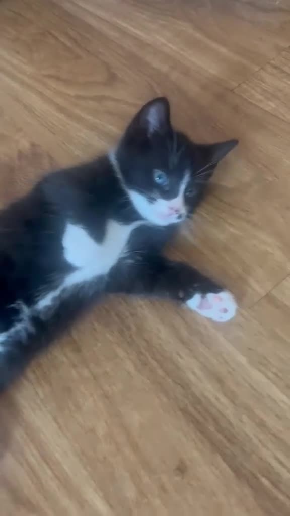 Mixed Breed cats for sale: Tuxedo with beauty spot 😍🐱 - Video 4