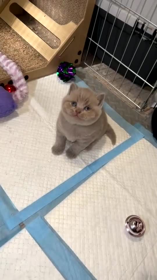 British Shorthair cats for sale: Champions bloodline British Shorthair Kittens! 🐾  - Video 1