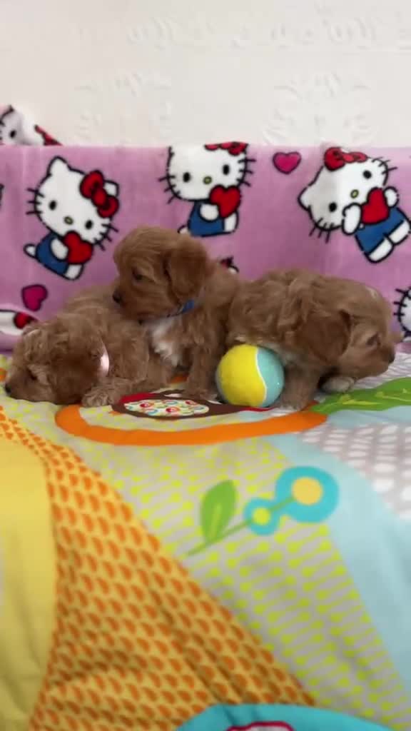 Maltipoo dogs for sale: Maltipoo in Fleetwood - Video 1