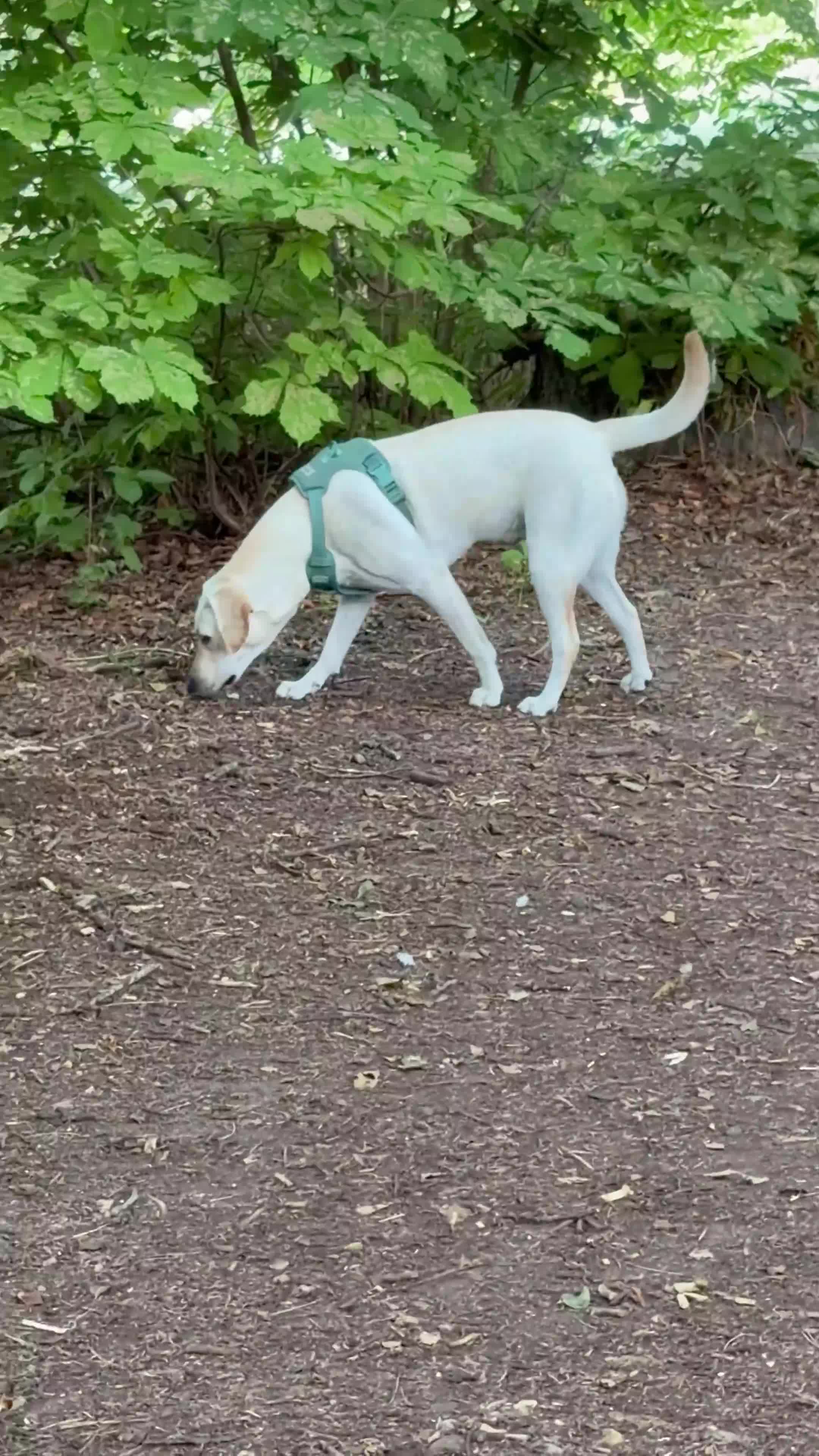 Labrador Retriever dogs for sale: Puppy Labrador  - Video 2