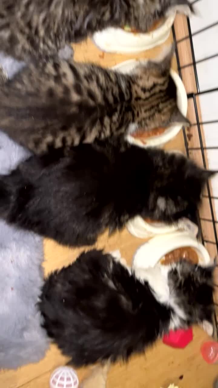 Maine Coon cats for sale: Maine coon X Ragdoll mix breed - Video 1