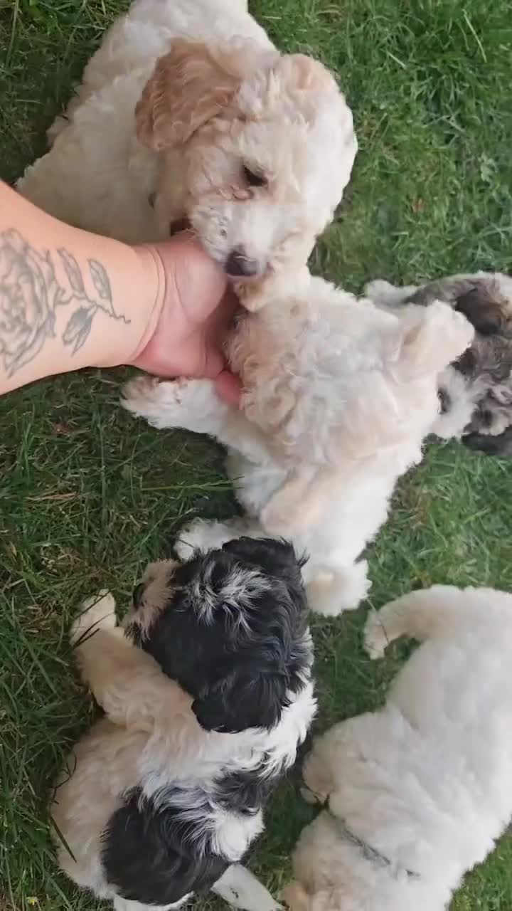 Bichon Frise dogs for sale: Bichon puppy's  - Video 1