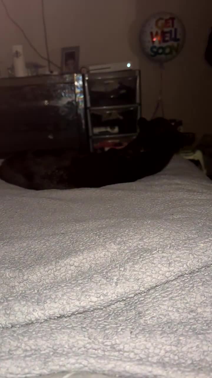 Siamese cats for sale: 1 year old Cat - Video 1