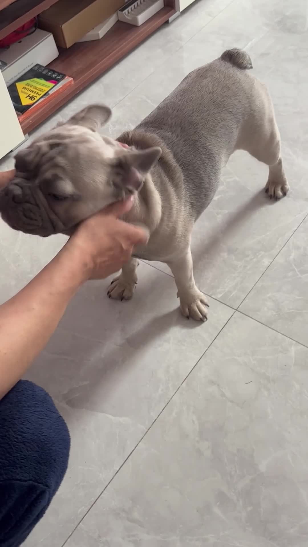 French Bulldog dogs for sale: Female French Bulldog for sale - Video 2