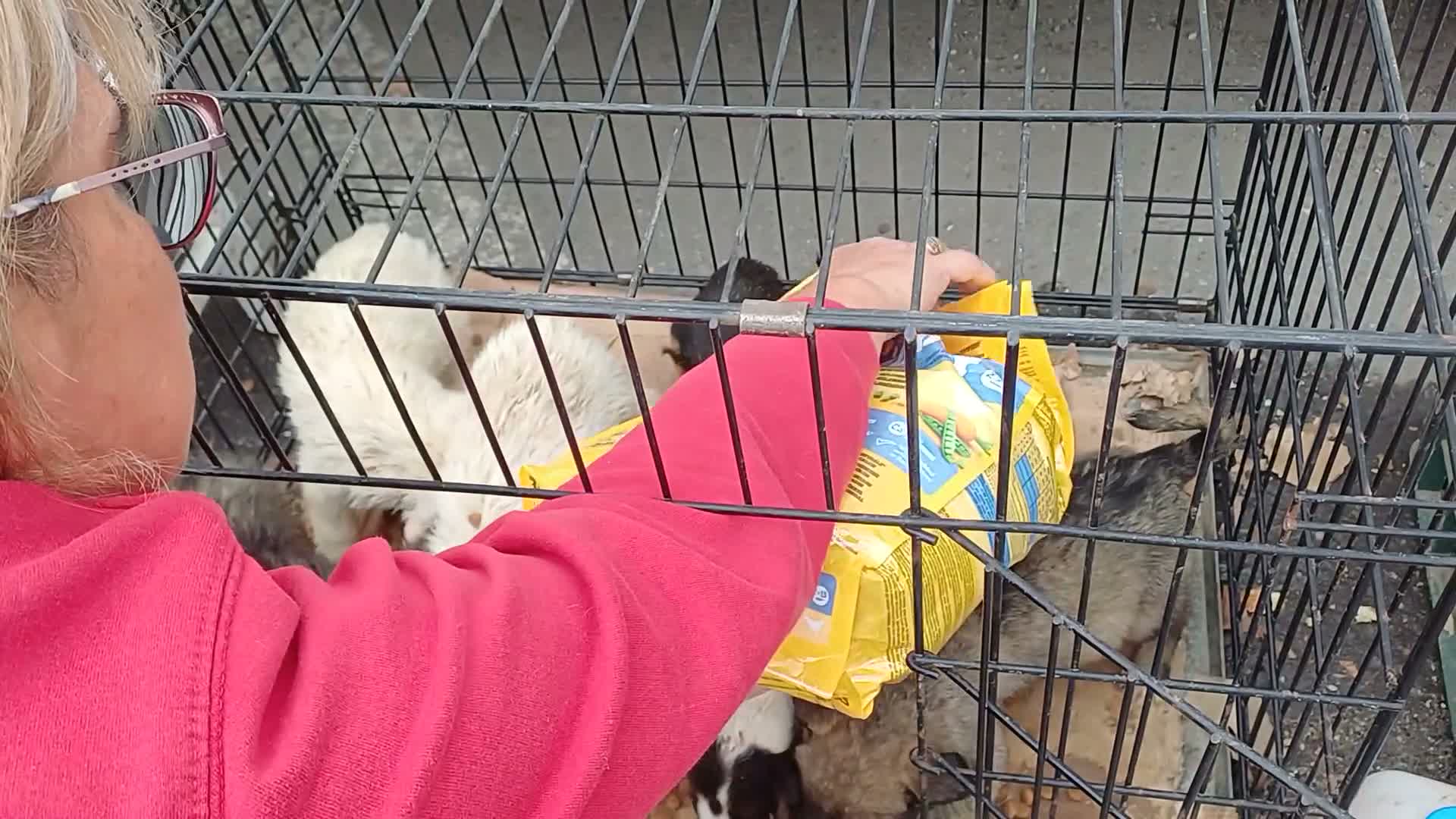 Mixed Breed dogs for adoption: 🤍MATEO - from a market crate to a Loving Home 🏡 in Nottingham - Video 2