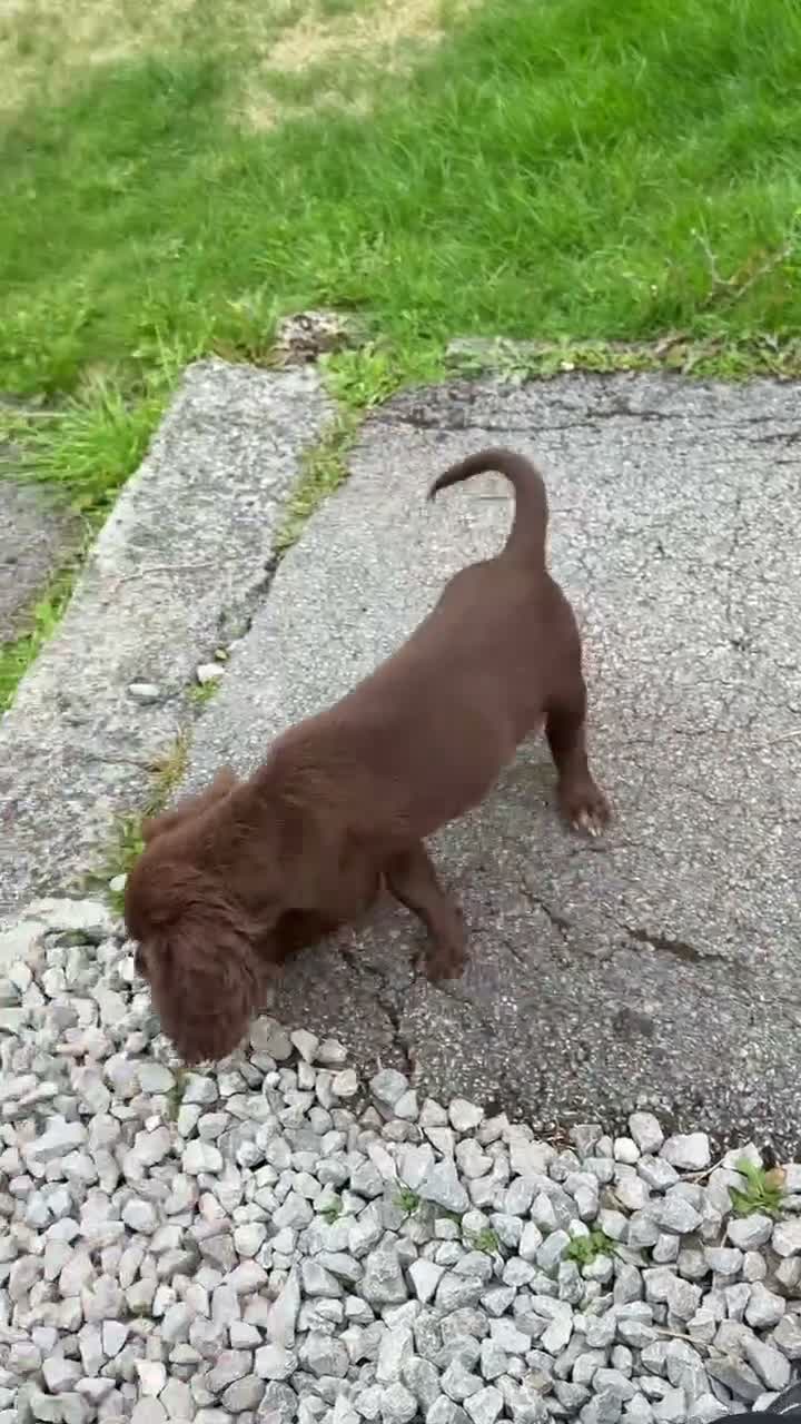 Cocker Spaniel dogs for sale: Purebred Chocolate Brown Cocker Spaniel Puppy - Video 2
