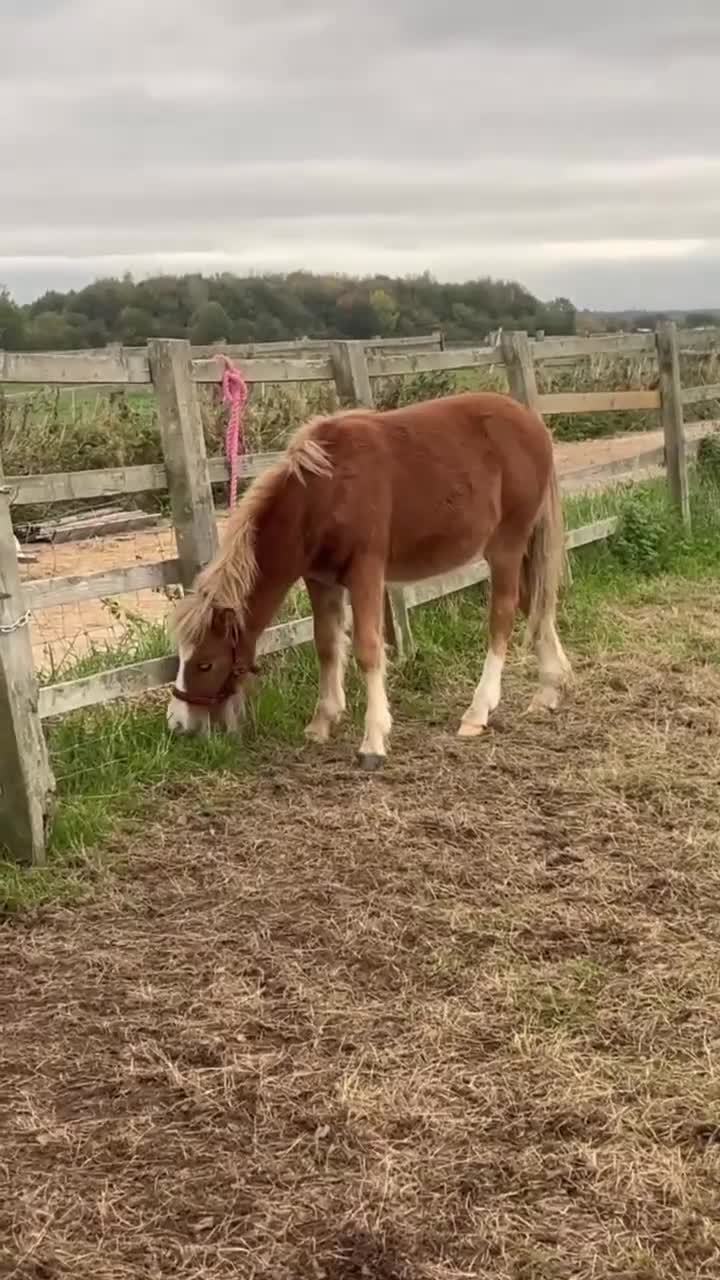 Welsh Section A horses for sale: Tame Gelding etm 11.2hh Kids Lead Rein Riding Pony - Video 4