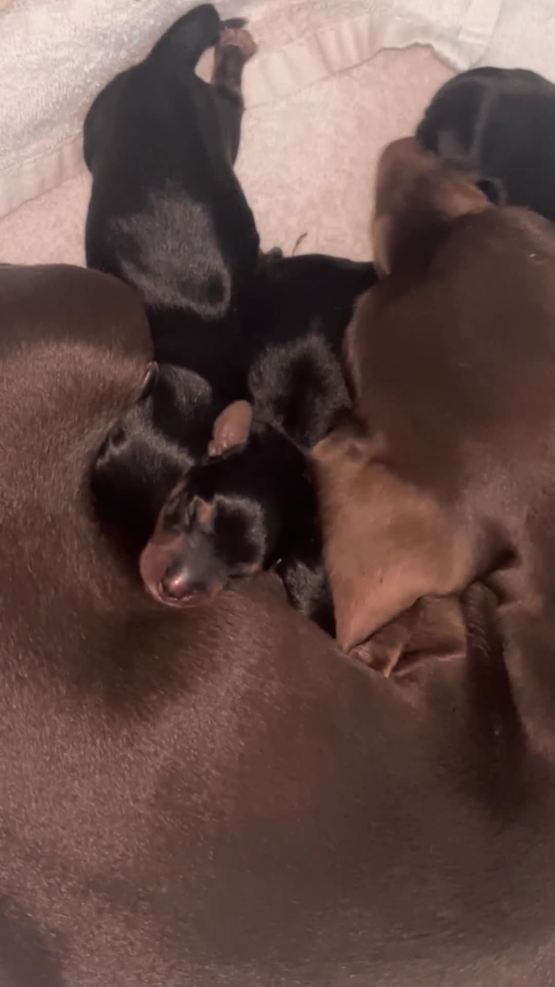 Mixed Breed dogs for sale: 5 beautiful dorkie puppies for sale  - Video 1