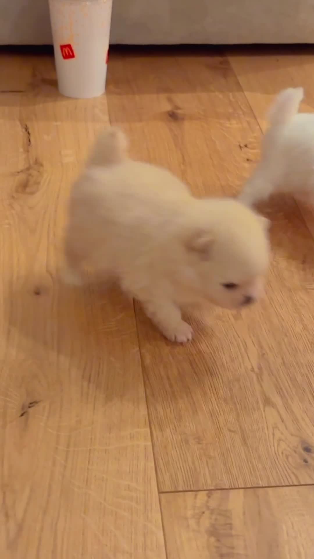 Pomeranian dogs for sale:  **  Pomeranian teddy faced male puppies - Video 1