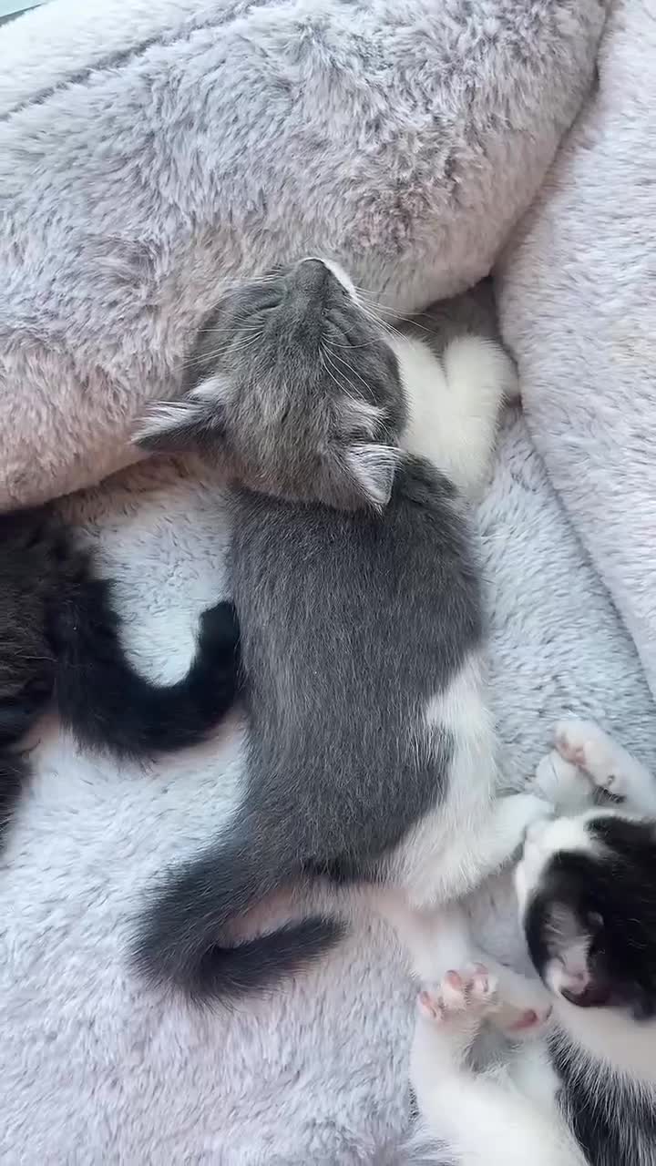 Mixed Breed cats for sale: *Last Boy*Cute and playful kittens for a good home - Video 1