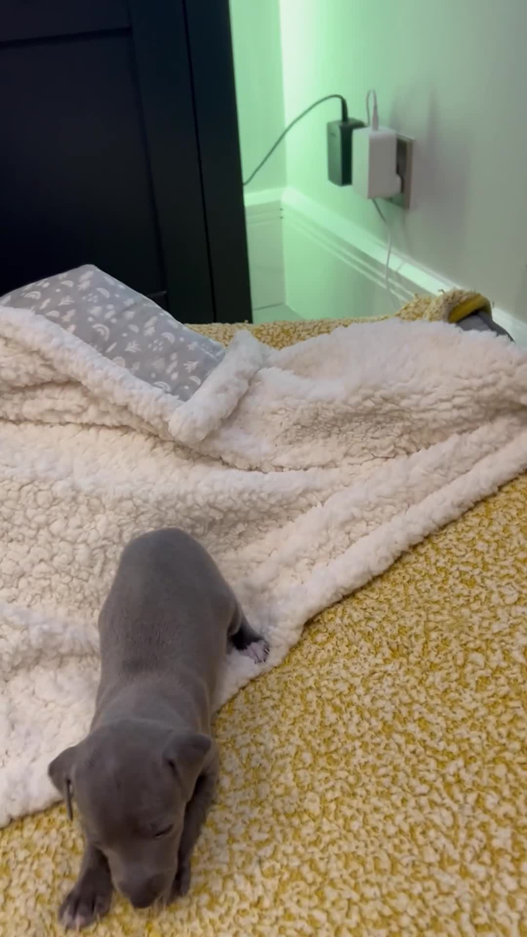 Italian Greyhound dogs for sale: Beautiful Italian greyhounds - Video 2