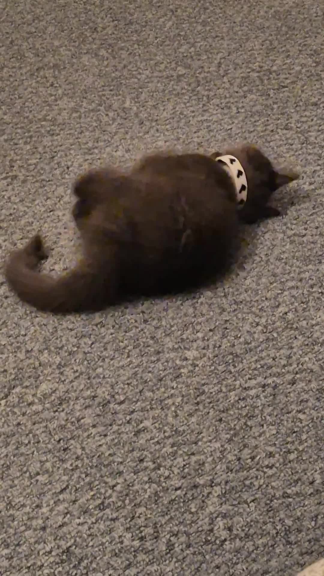 Ragdoll cats for sale: Cute Male Ragdoll Kitten in Warwick - Video 2