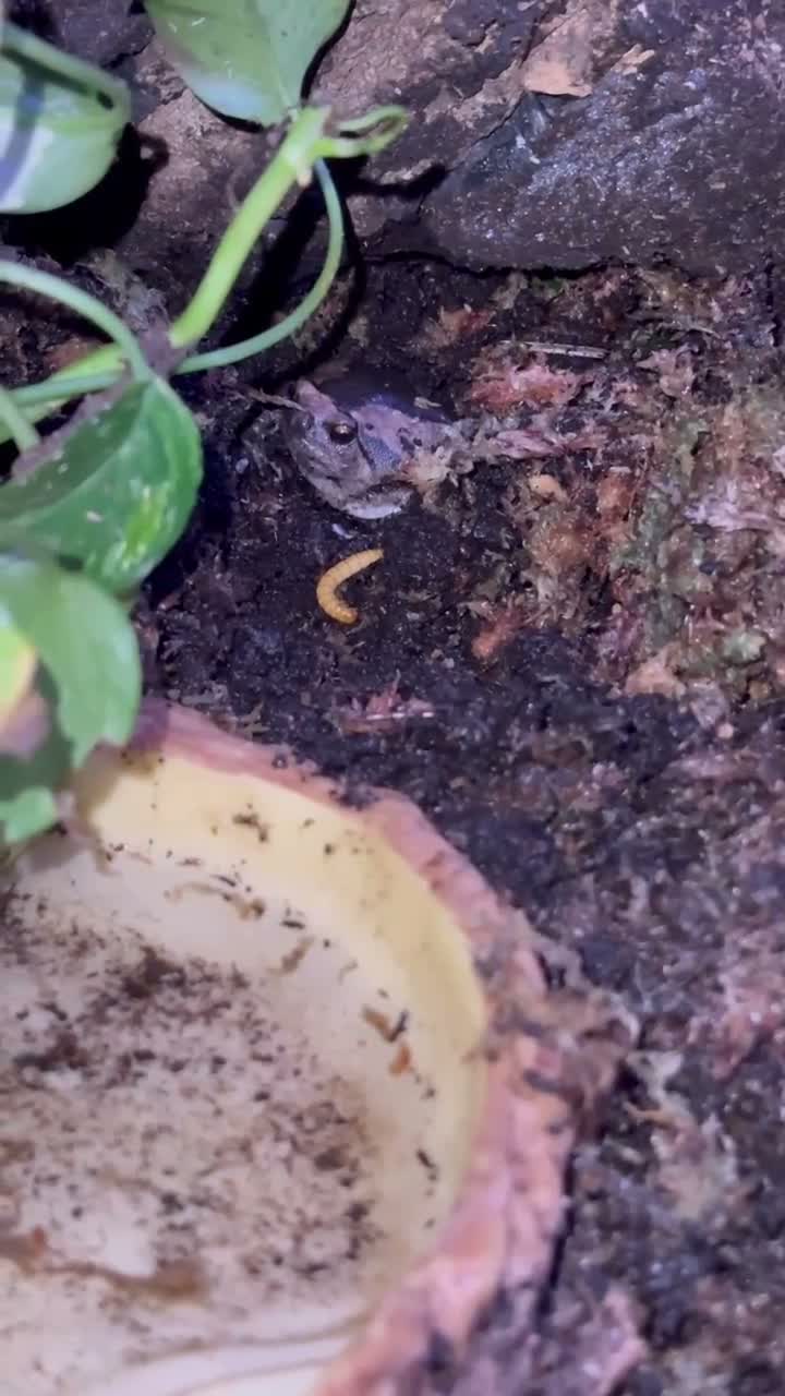 Frog reptiles for sale: 3 Chubby Frogs in Knutsford - Video 1