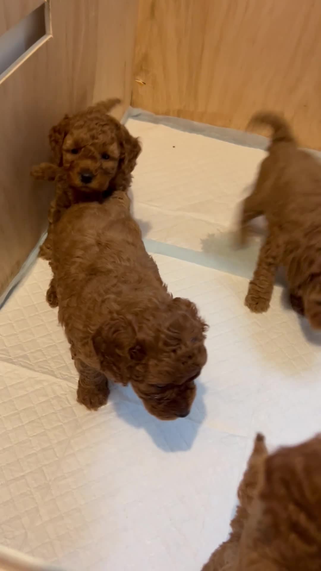 Cavapoo dogs for sale: TOY RED CAVAPOO PUPPIES  - Video 3