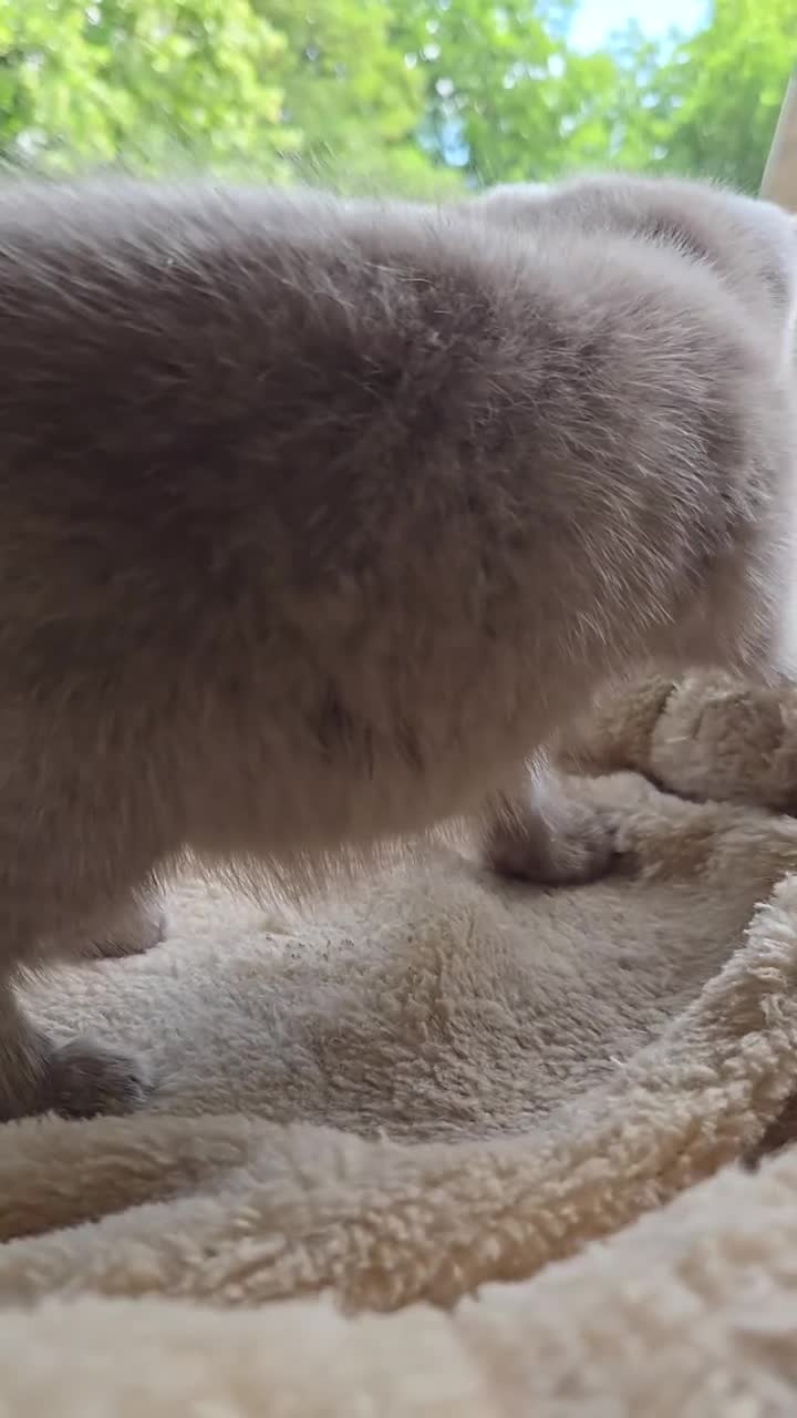 British Shorthair cats for sale: RARE! British Shorthair Kittens Cinnamon & Fawn in London - Video 3