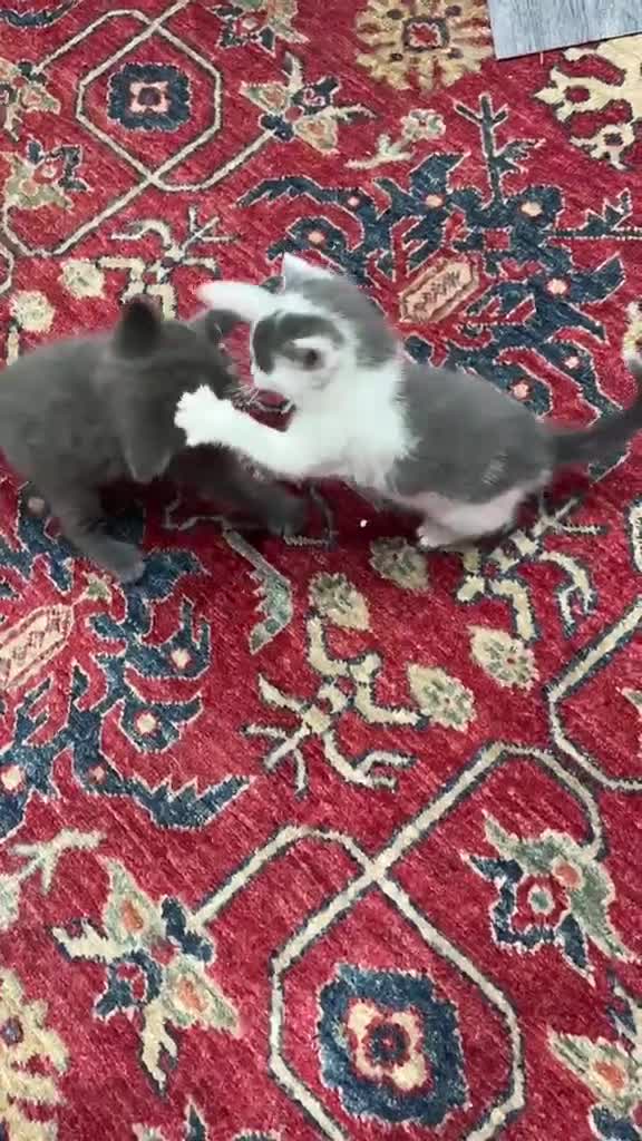 British Shorthair cats for sale: British Shorthair  - Video 1