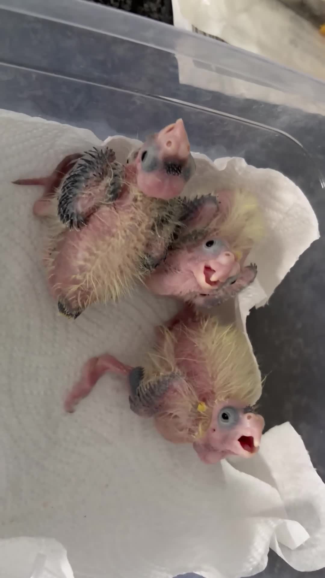 Cockatiels birds for sale: Baby cockatiels. ONLY ONE LEFT NOW be quick  in Chester - Video 1
