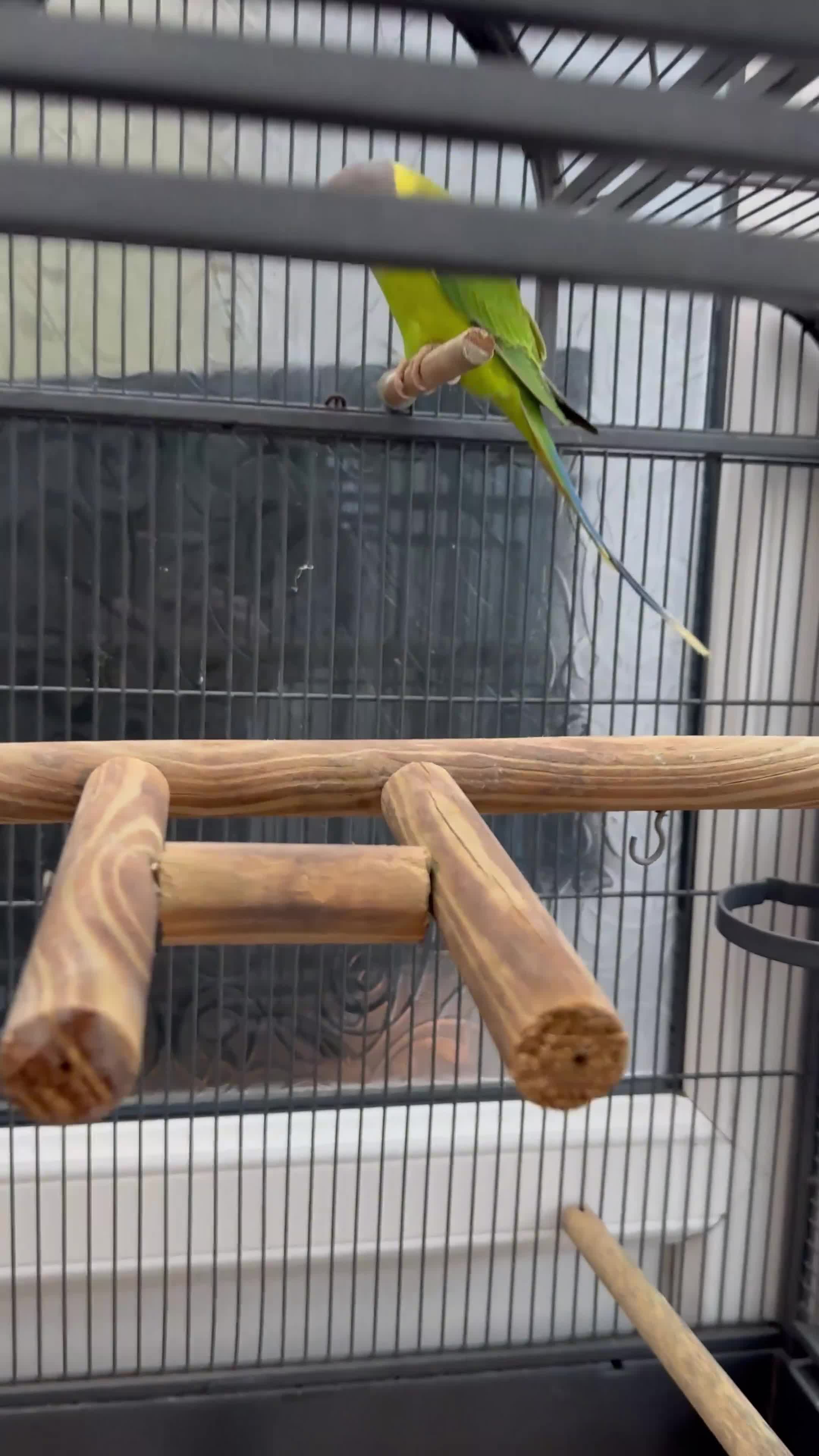 Parrots birds for sale: Tame plum head parrot for sale  - Video 1