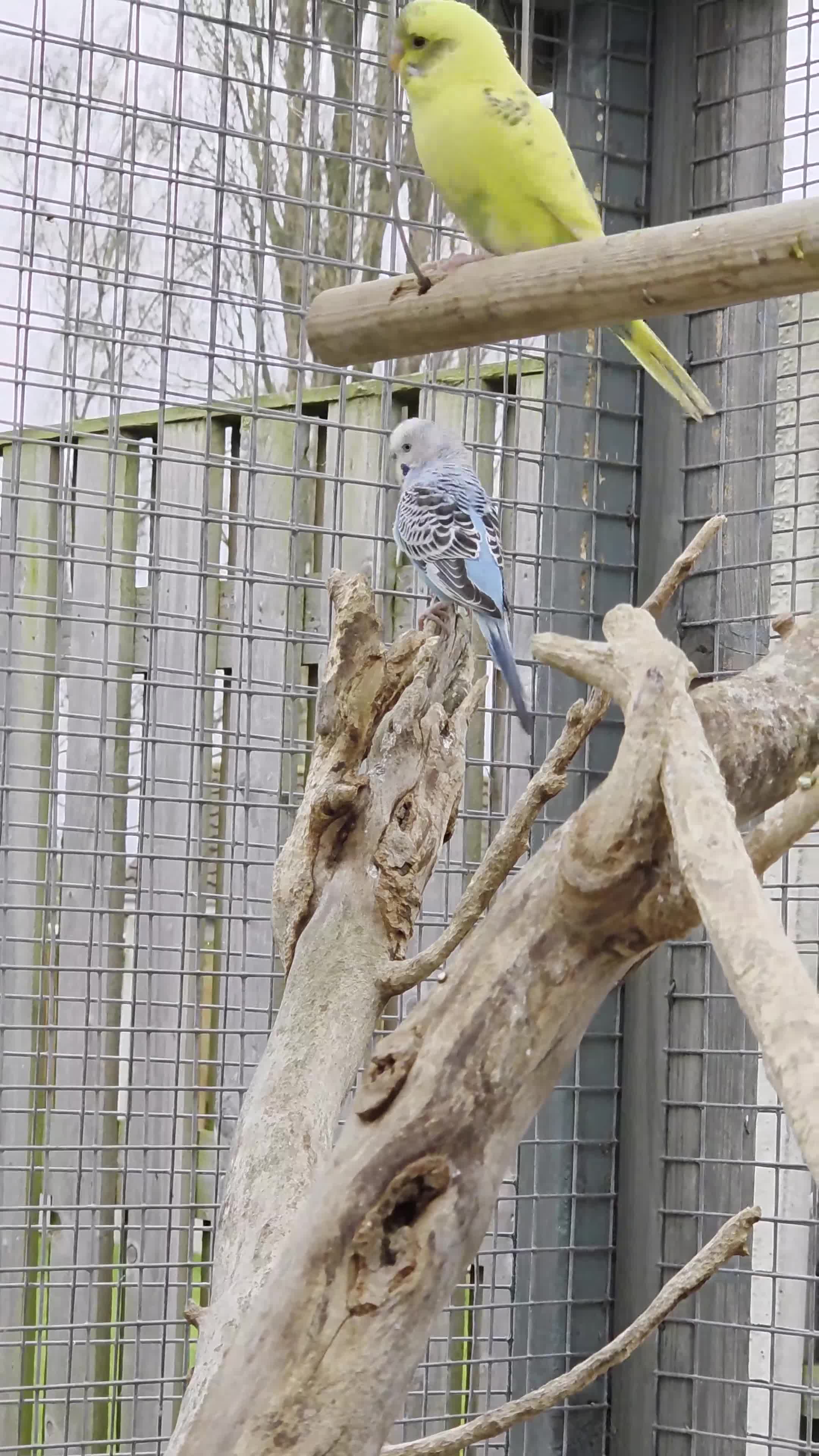 Budgerigars birds for sale: Stunning Young Budgies For Sale - Video 1