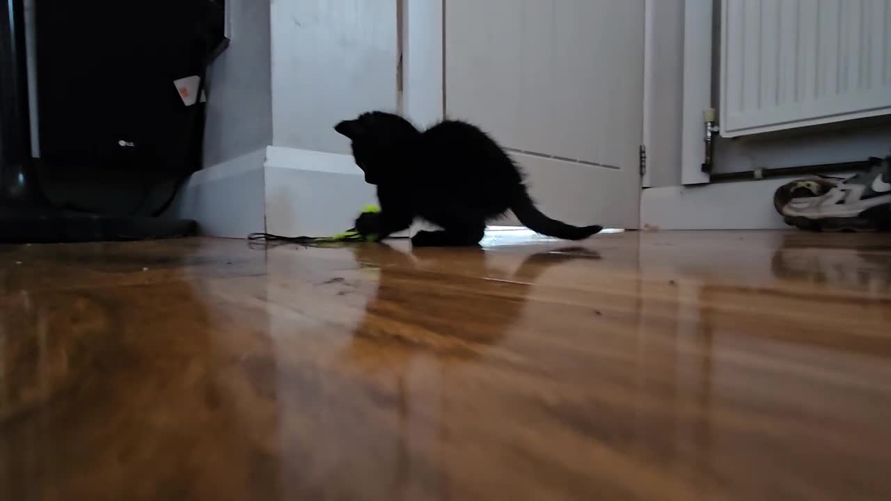 Mixed Breed cats for sale: 4 Gorgeous Bombay-Heritage Kittens- Litter Trained - Video 2