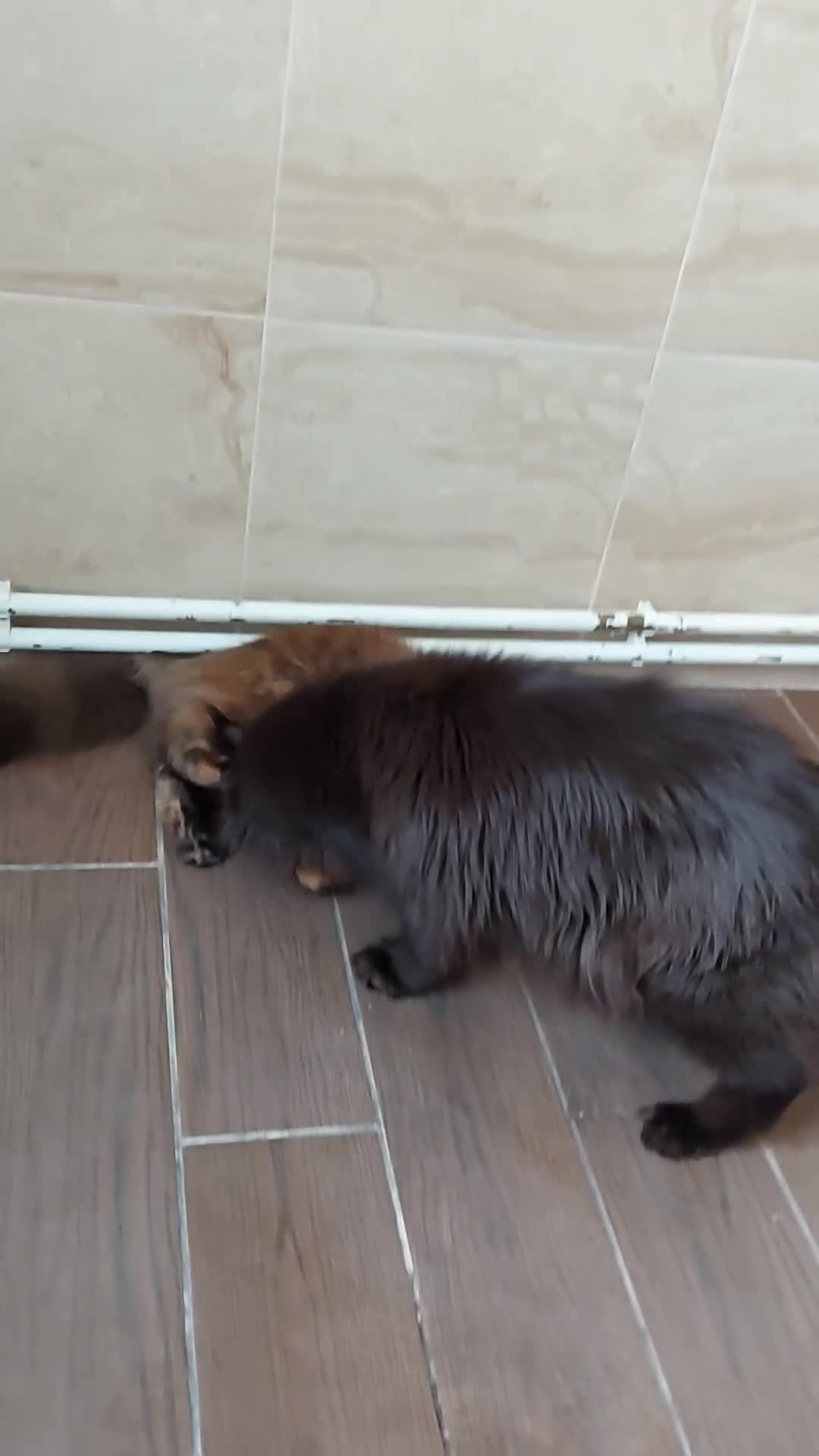 Maine Coon cats for sale: DNA TESTED MAINE COON FEMALE KITTEN !!!  - Video 2