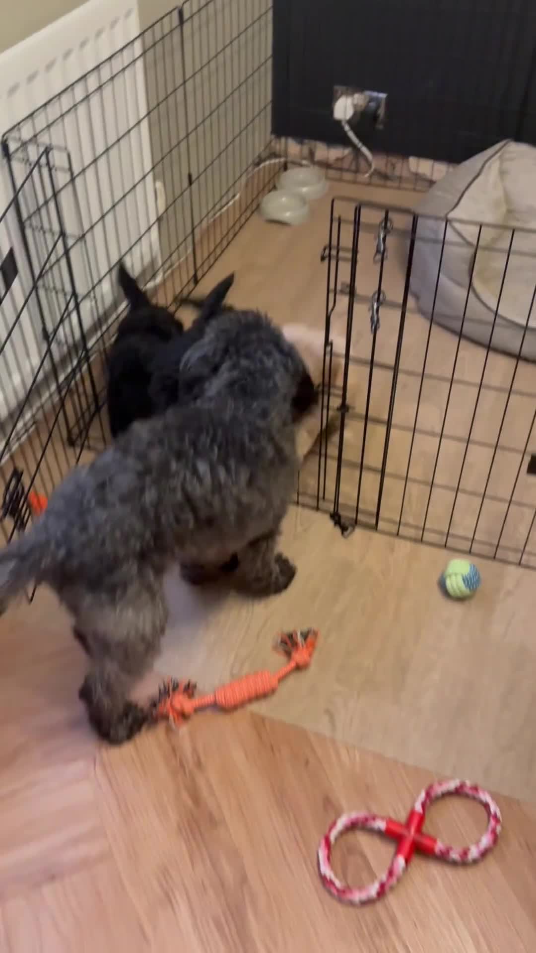 Bordoodle dogs for sale: Miniature Bordoodle Puppies F1BBB in South Shields - Video 2