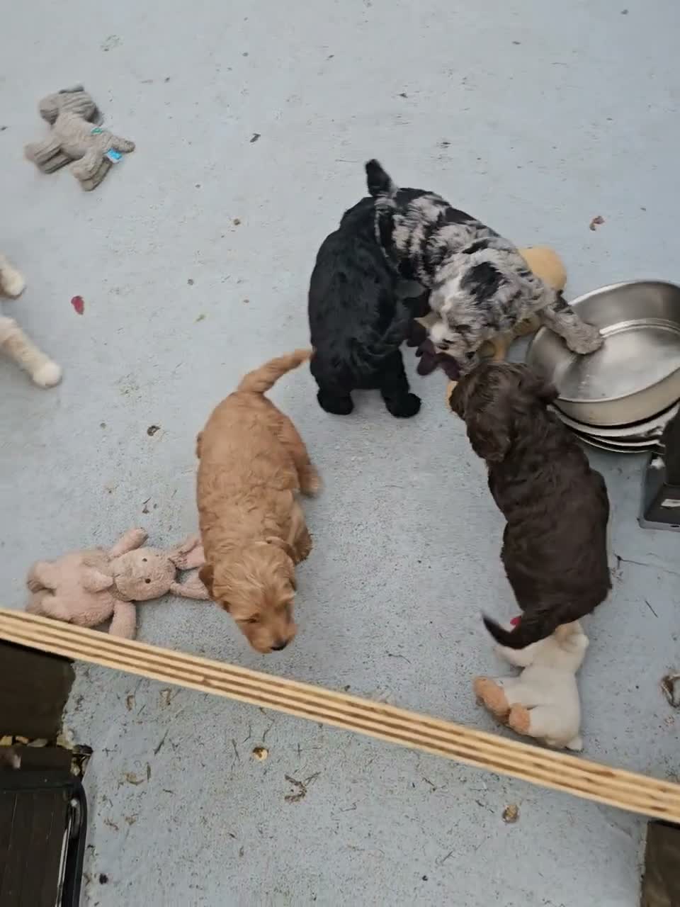 Cockapoo dogs for sale: Bautifull  cockerpoos  - Video 5