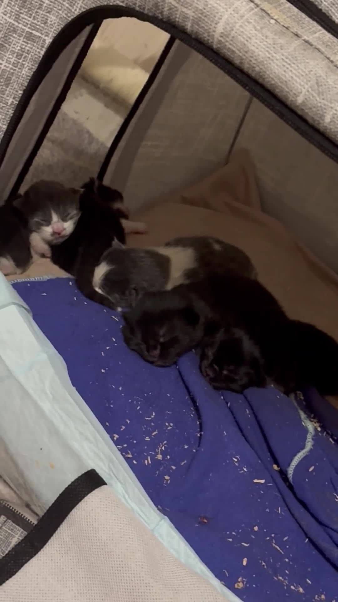 Domestic Shorthair cats for sale: LovelyLitter of 5 Healthy Kittens ready to reserve in Wednesbury - Video 3