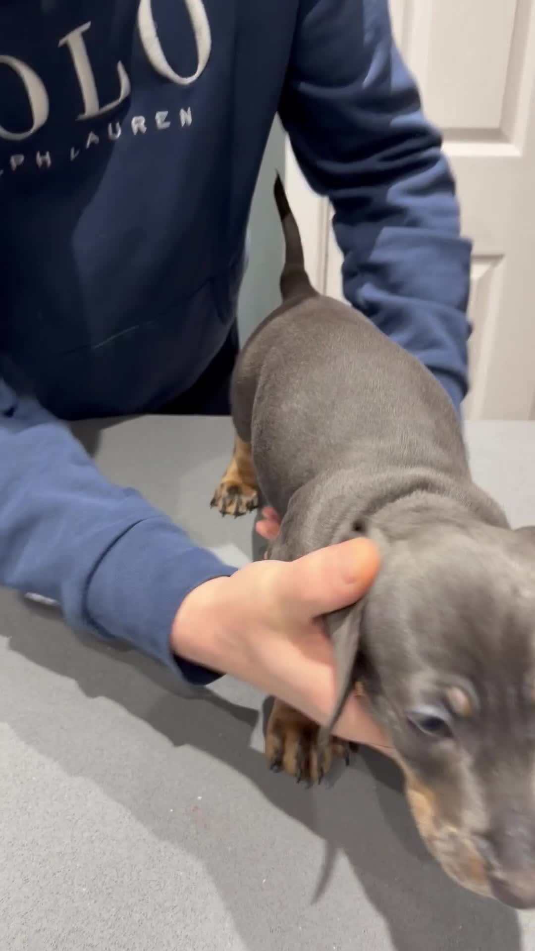 Dachshund dogs for sale:  Family dogs first puppies - stunning Dachshunds  - Video 3