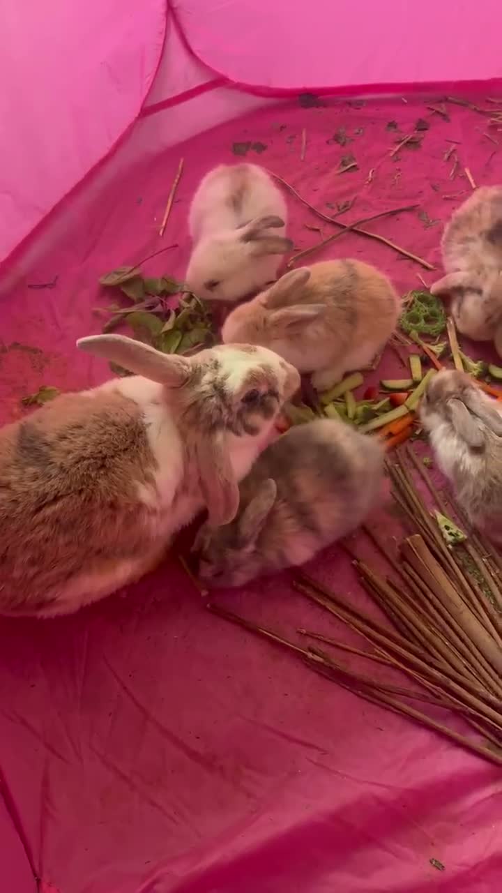 Mini Lop rabbits for sale: Mini lop harlequin rabbits  - Video 1