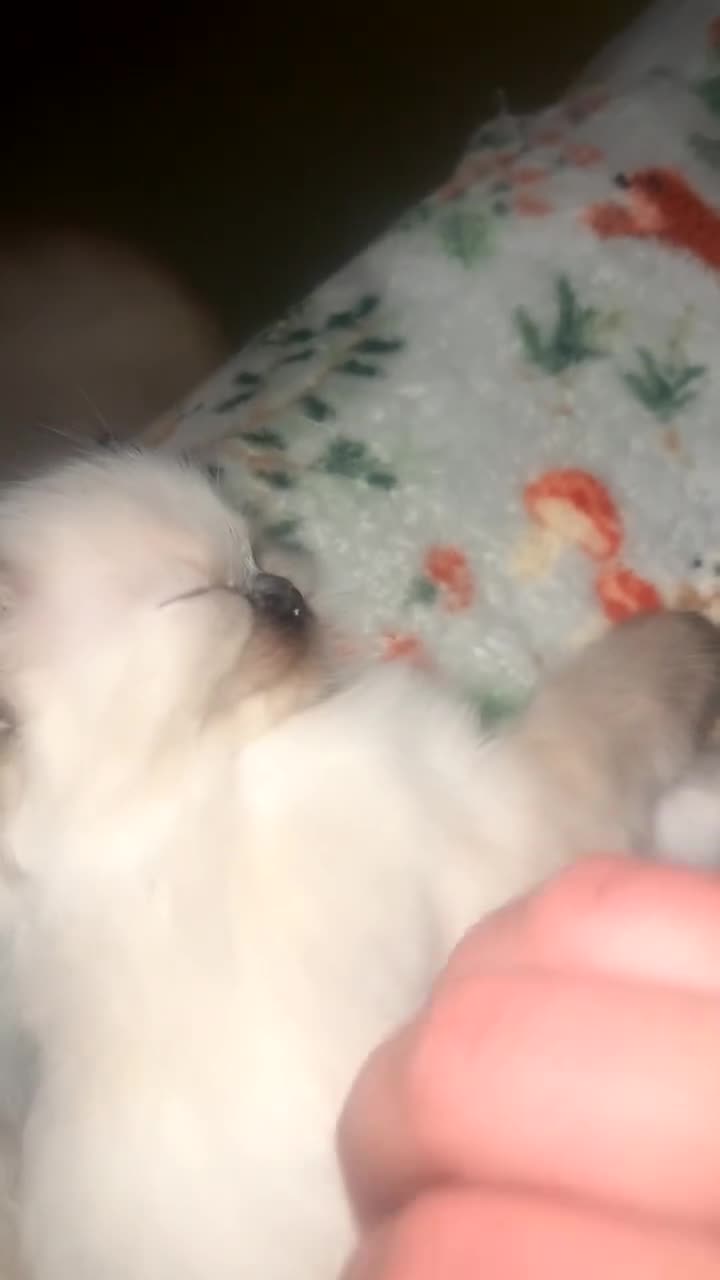 Ragdoll cats for sale: Ragdoll kittens  in Doncaster - Video 1