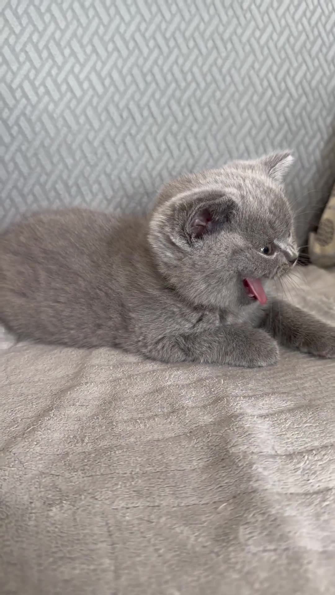 British Shorthair cats for sale: Male British shorthair  - Video 1