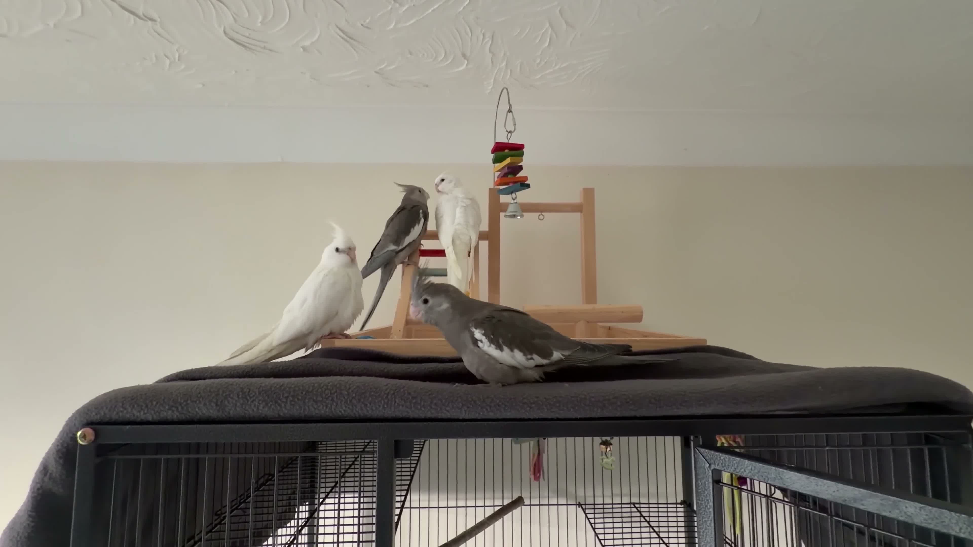 Cockatiels birds for sale: Young Hand Tamed Cockatiels in King's Lynn - Video 2