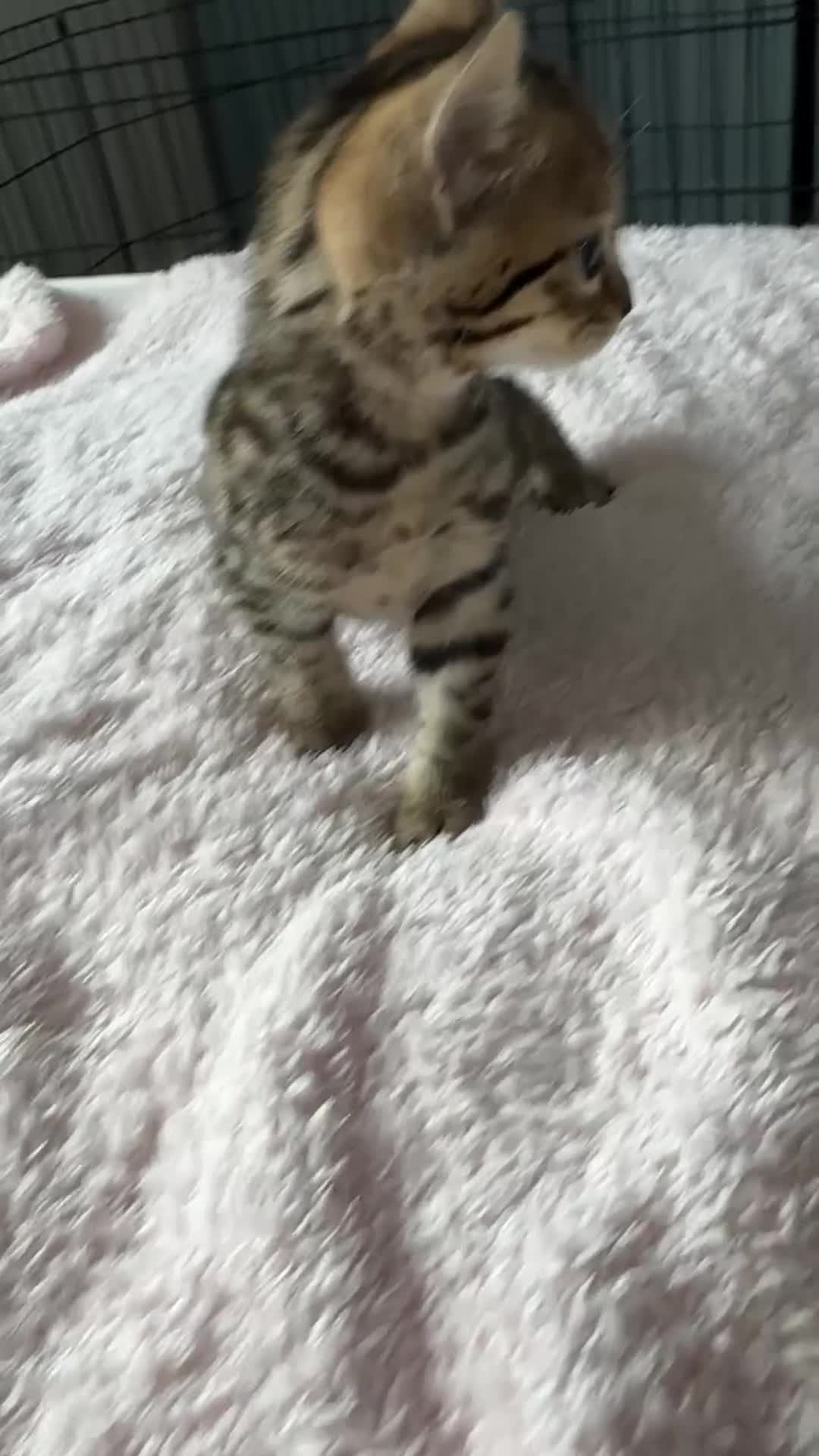 Bengal cats for sale: All bengals reserved - savannah babies available  - Video 2