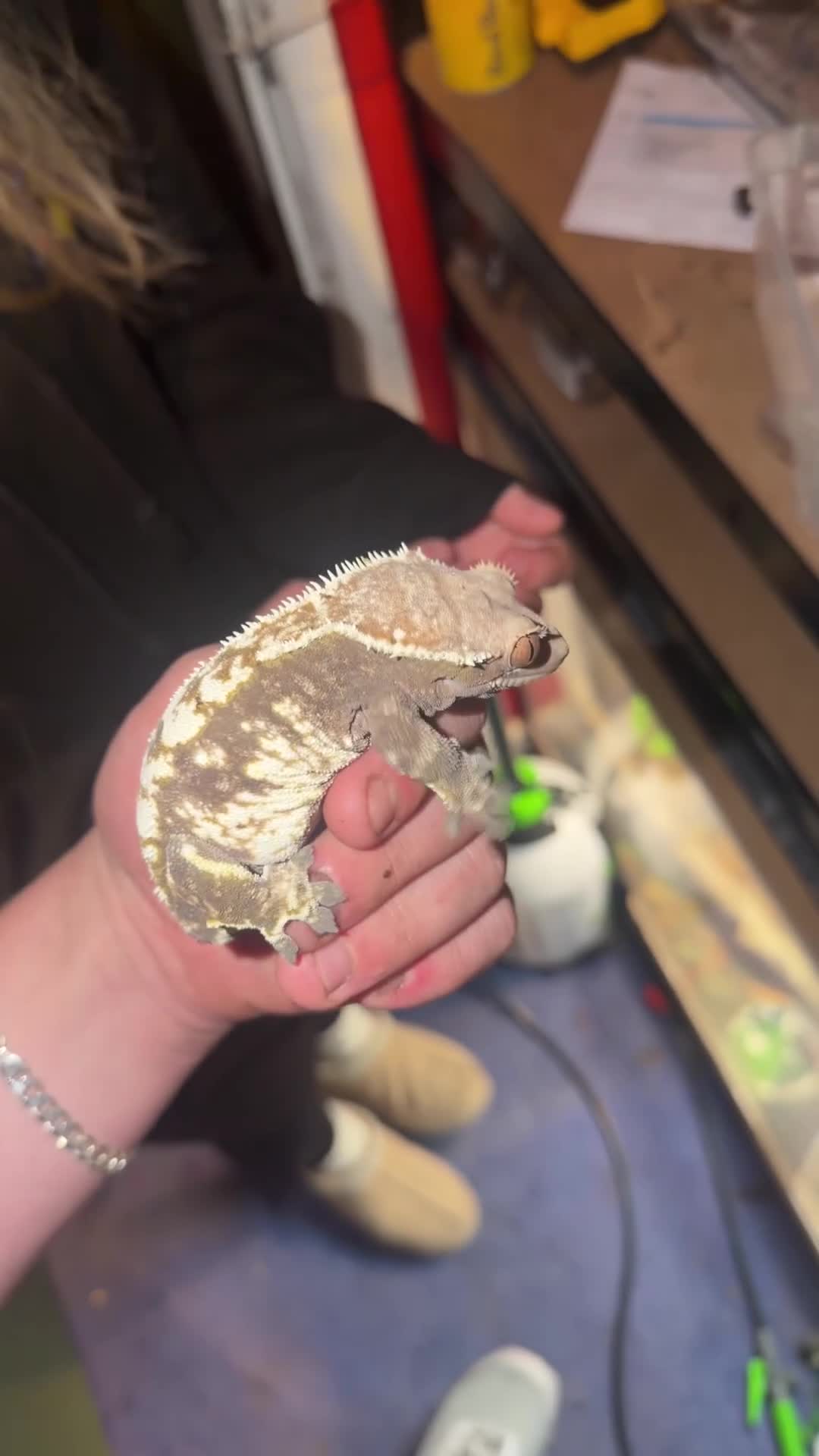 Gecko reptiles for sale: Various geckos for sale message for prices  - Video 1