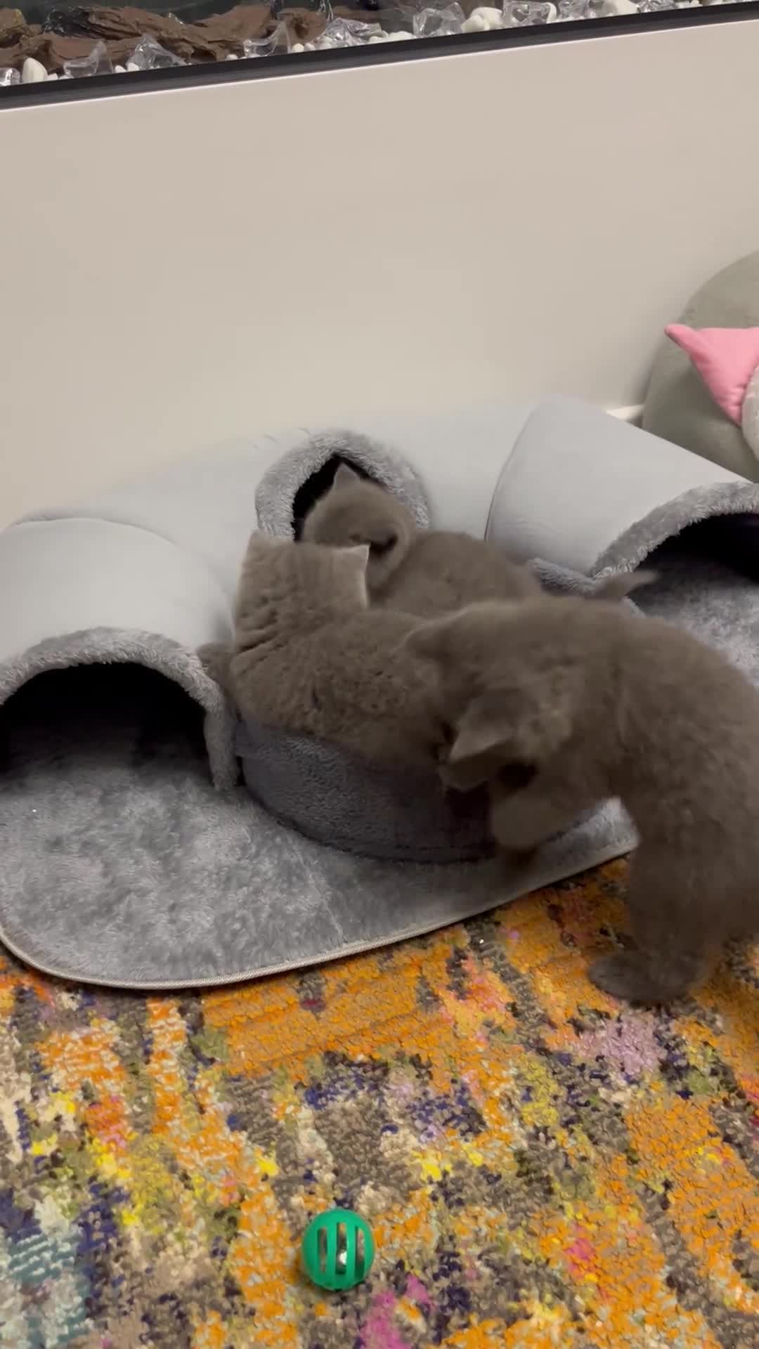 British Shorthair cats for sale: British Shorthair Kittens Available - Video 1