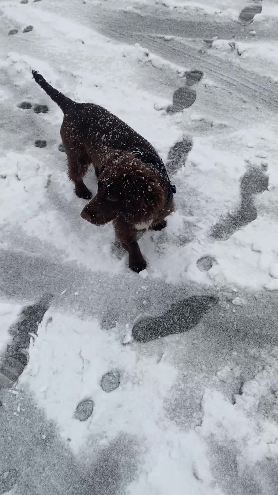 Cocker Spaniel dogs for sale: Lilah female spade cocker spaniel seeking rehoming - Video 1