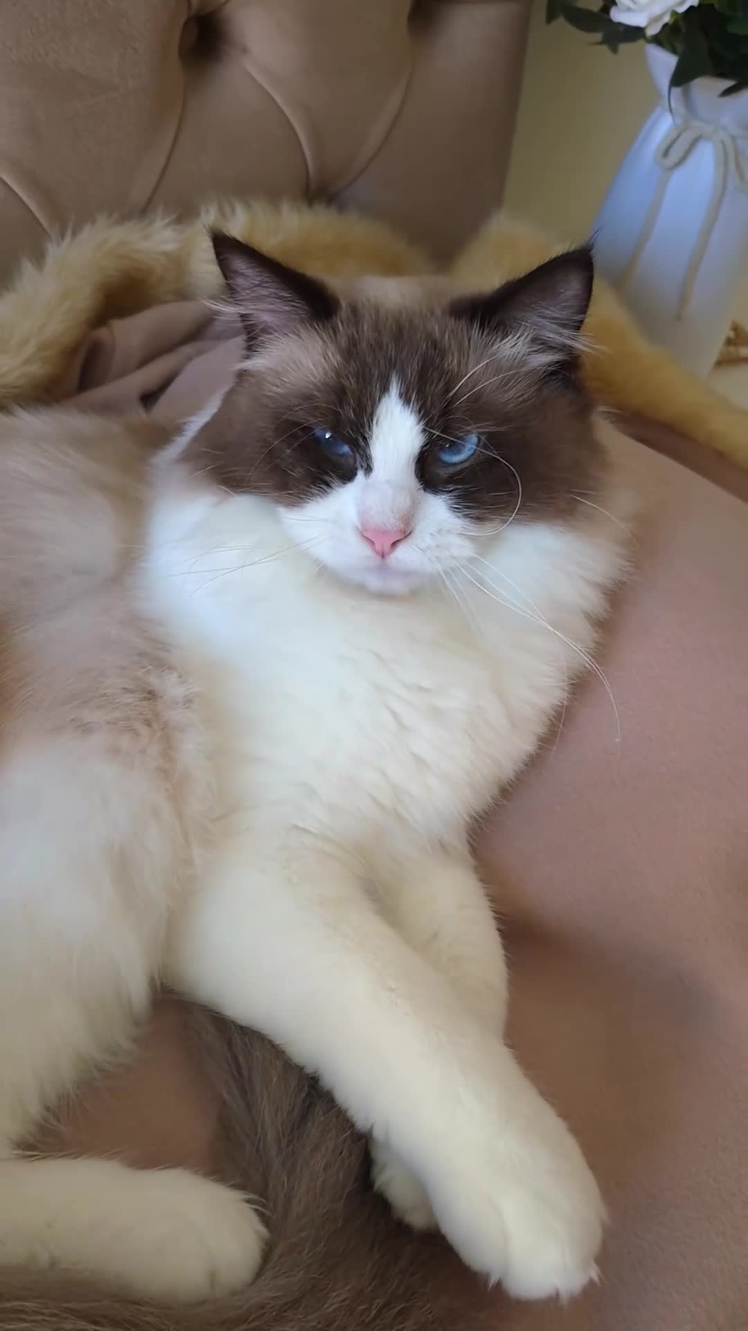 Ragdoll cats for sale: ✨ Exceptional Ragdolls,a distinguished lineage ✨ - Video 4