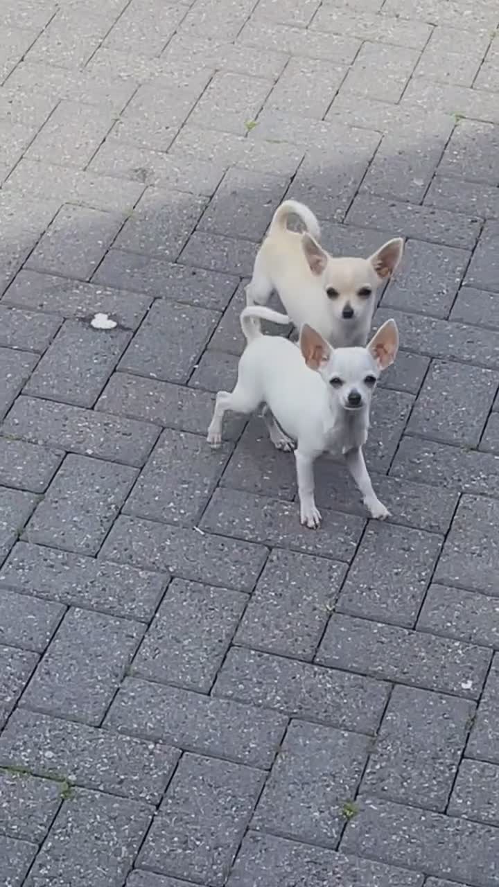 Chihuahua dogs for sale: Chihuahua puppy’s  - Video 2