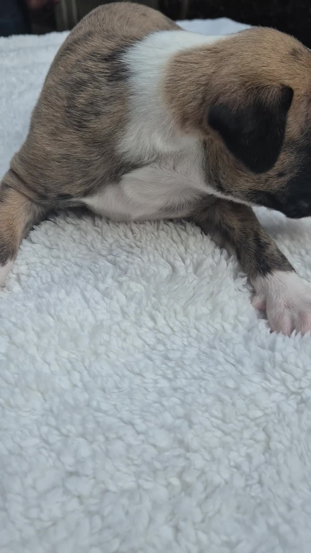 Whippet dogs for sale: 7 stunning kc registered whippet pups - Video 1