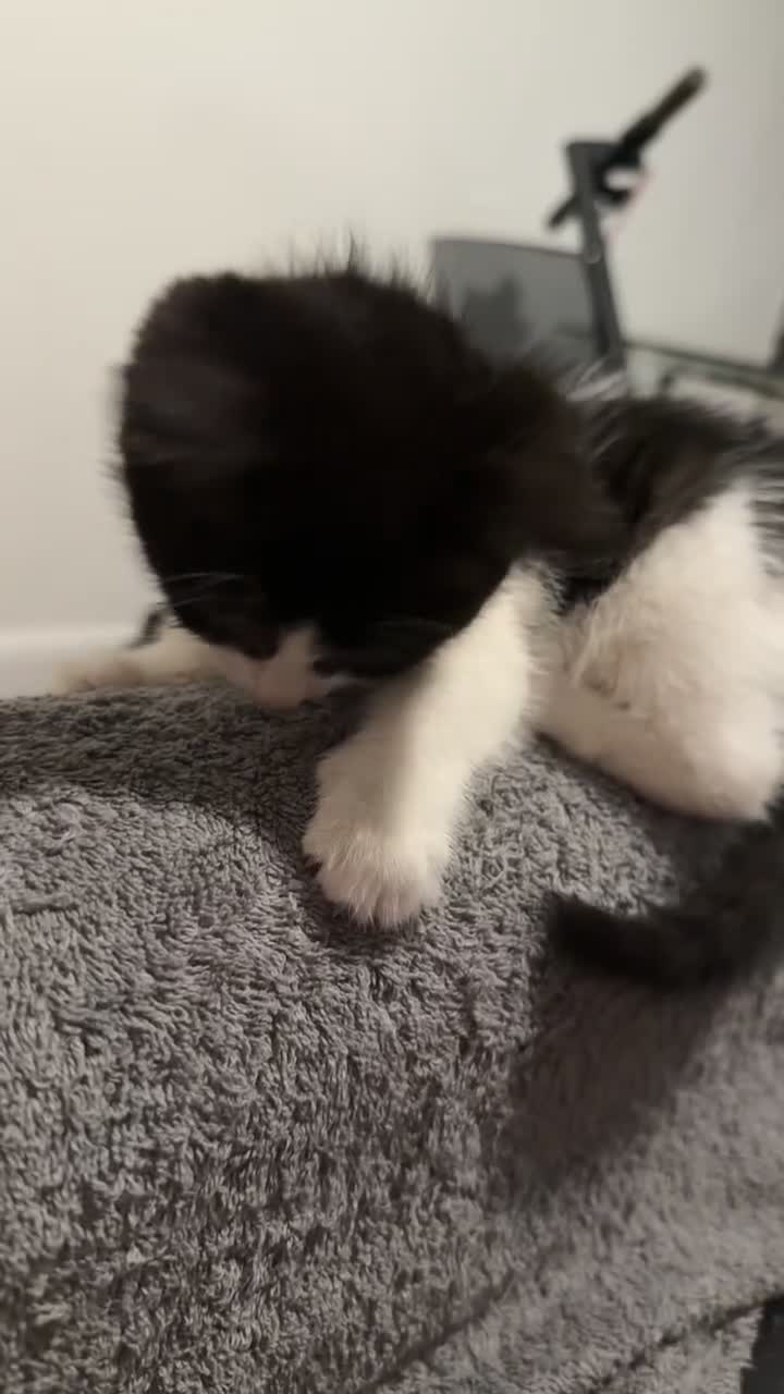 Persian cats for sale: Shorthair RagDoll Persian X British longhair  - Video 4