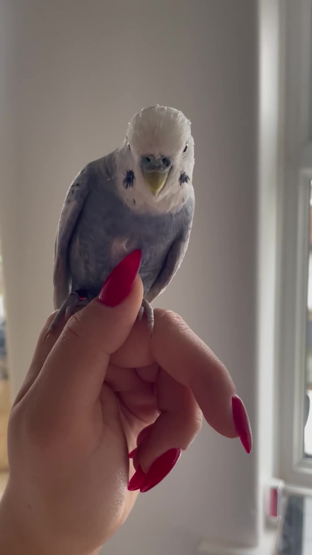 Budgerigars birds for sale: Mr Skye  in Warrington - Video 5