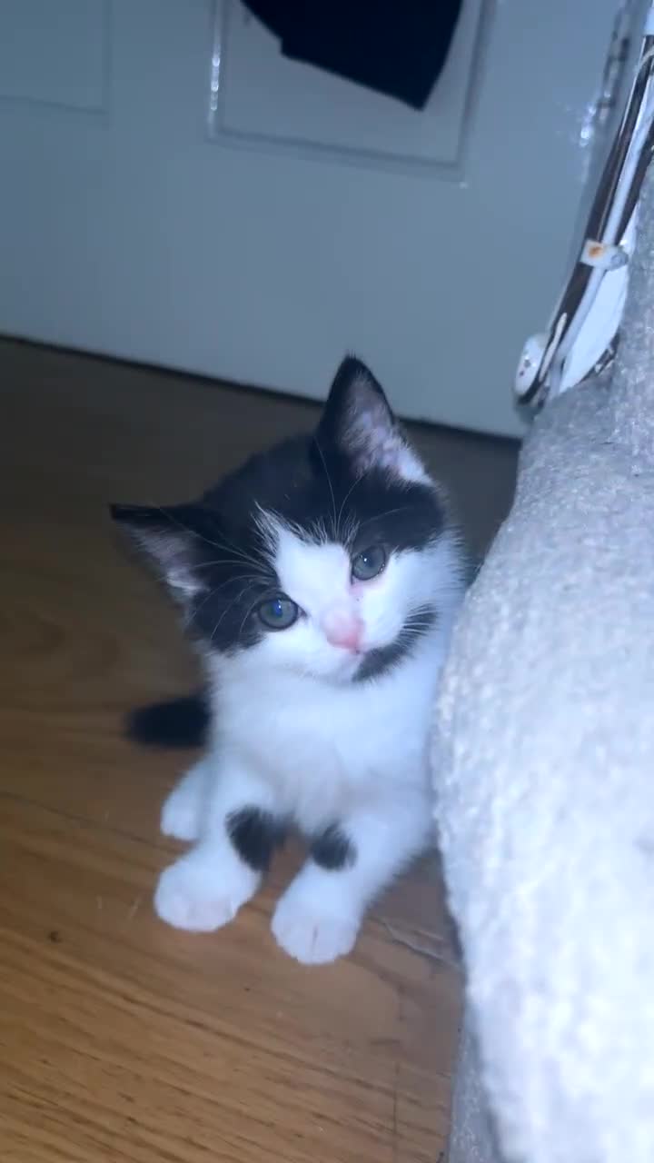 British Shorthair cats for sale: Tuxedo cat 5 months  - Video 1