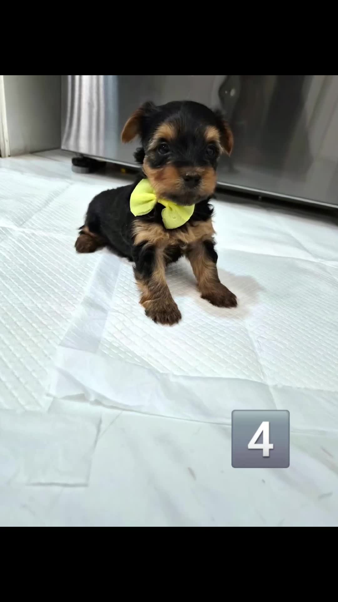 Yorkshire Terrier dogs for sale: 6 Girls yorkshire terrier girls - Video 5