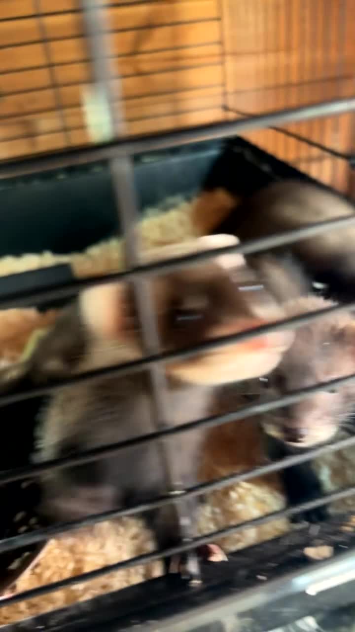 Ferret rodents for sale: ferrets  - Video 1