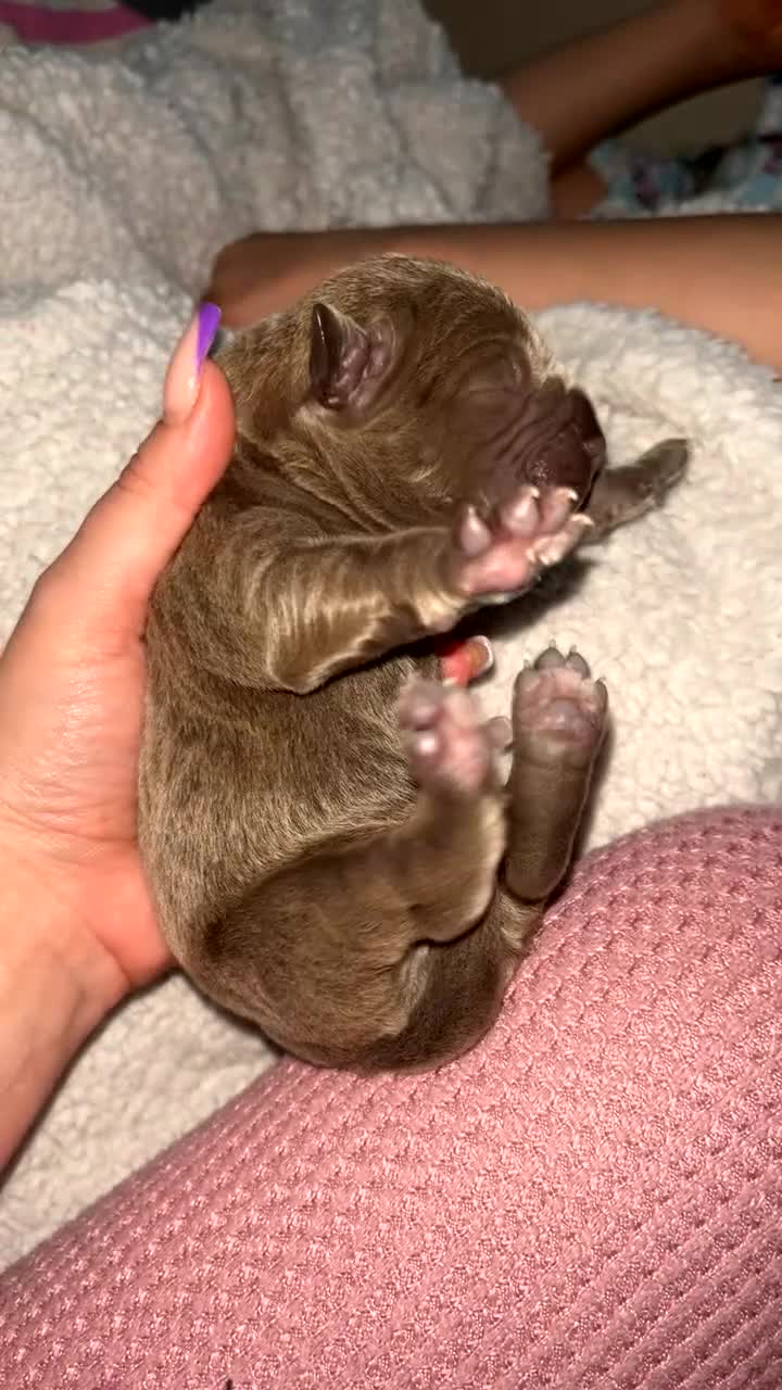 Cane Corso dogs for sale: Abkc registered cane corso pups - Video 3